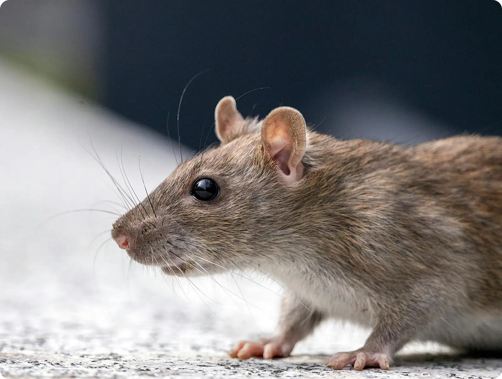 Uma infestação de ratos pode trazer sérios problemas à saúde pública.