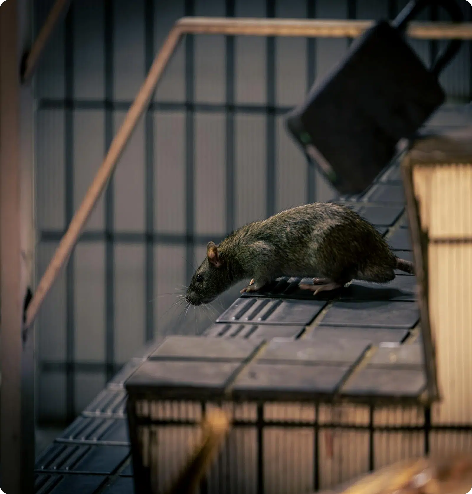 Ratos