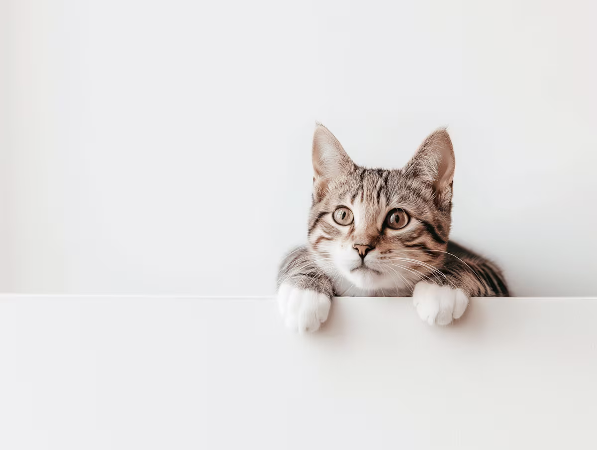 Quem não tem gato caça com Gestauro